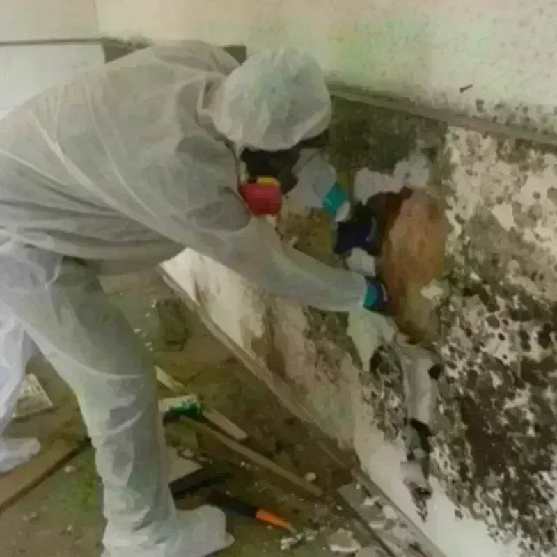 Mold Remediation and Removal in Oktibbeha County, MS